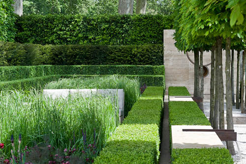 Buxus sempervirens
